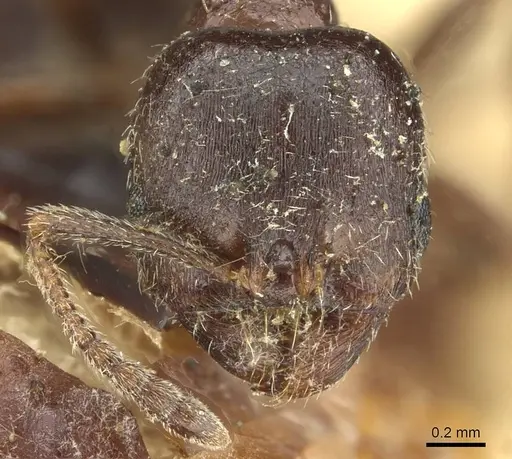 Goniomma blanci - CASENT0913651