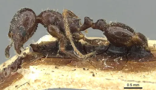 Goniomma blanci - CASENT0913651