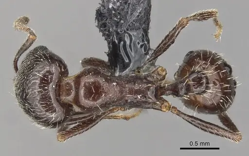 Goniomma blanci - CASENT0915449