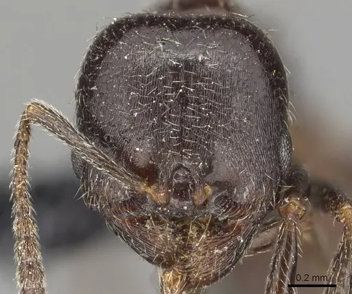 Goniomma blanci - CASENT0915449