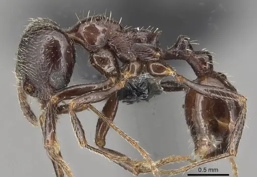 Goniomma blanci - CASENT0915449