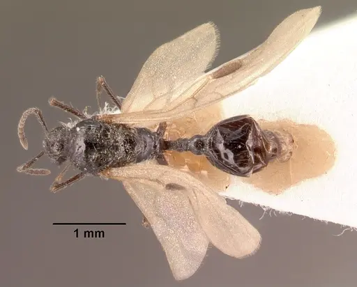 Goniomma collingwoodi specimen