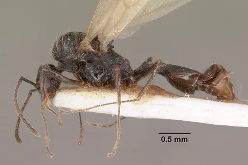 Goniomma collingwoodi specimen