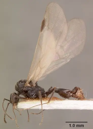 Goniomma collingwoodi - CASENT0101189
