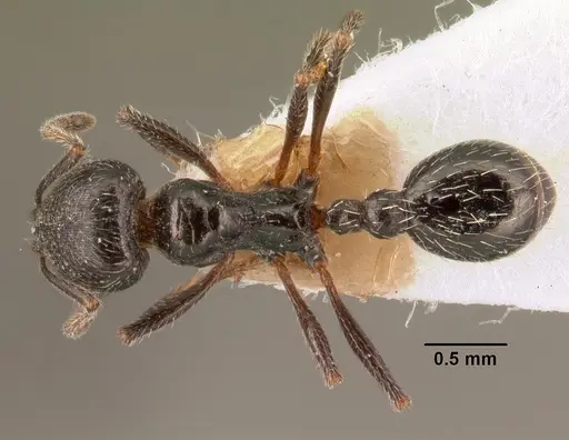 Goniomma collingwoodi - CASENT0101190