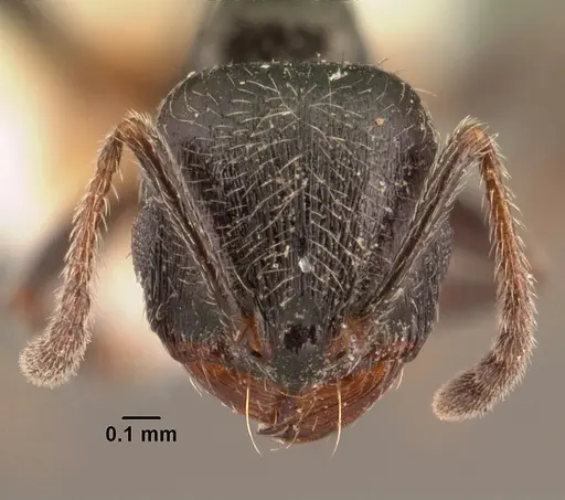 Goniomma collingwoodi - CASENT0101190