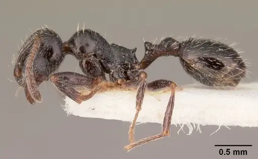 Goniomma collingwoodi - CASENT0101190