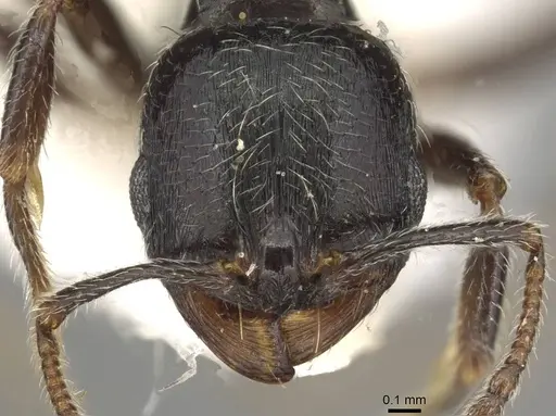 Goniomma collingwoodi - CASENT0915448