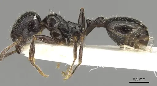 Goniomma collingwoodi - CASENT0915448