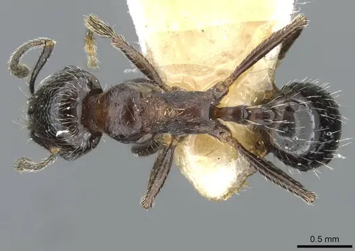 Goniomma decipiens specimen