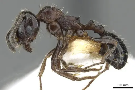 Goniomma decipiens specimen