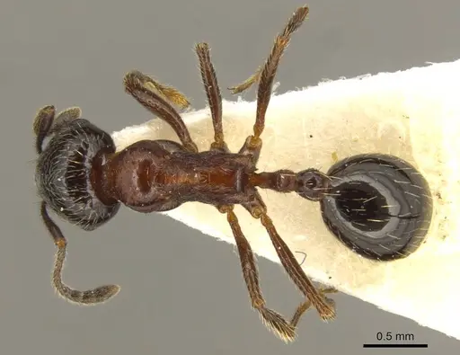 Goniomma decipiens - CASENT0916044