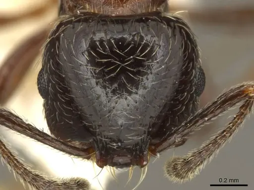 Goniomma decipiens - CASENT0916044
