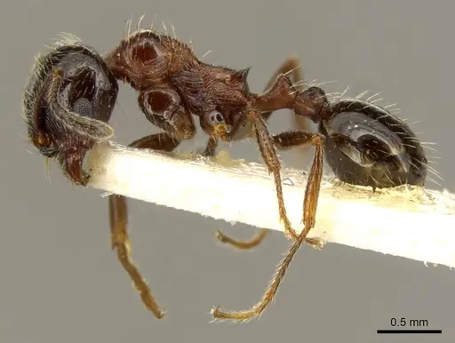 Goniomma decipiens - CASENT0916044