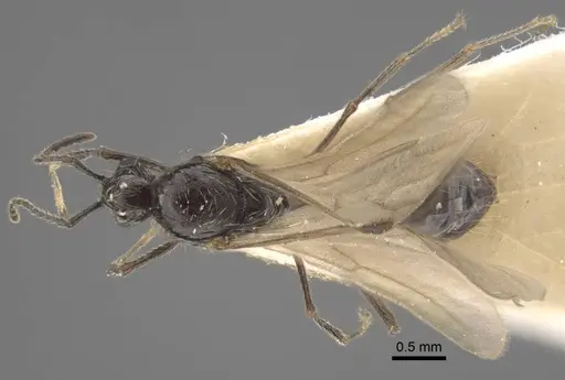 Goniomma decipiens - CASENT0917467