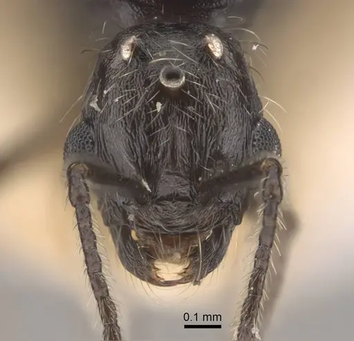 Goniomma decipiens - CASENT0917467