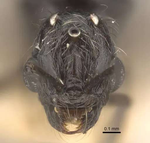 Goniomma decipiens - CASENT0917467