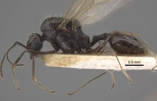 Goniomma decipiens - CASENT0917467