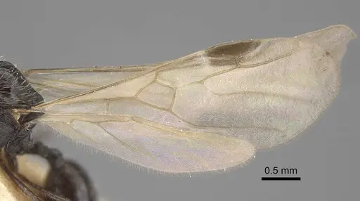 Goniomma decipiens - CASENT0917467