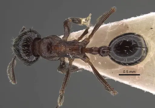 Goniomma decipiens - CASENT0917468