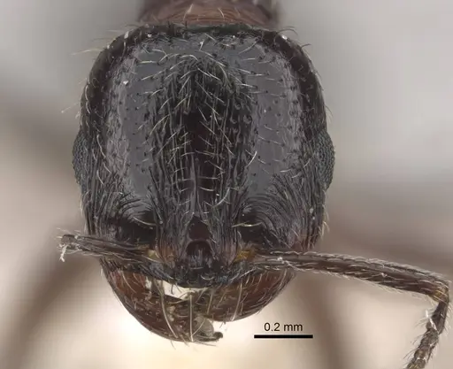 Goniomma decipiens - CASENT0917468