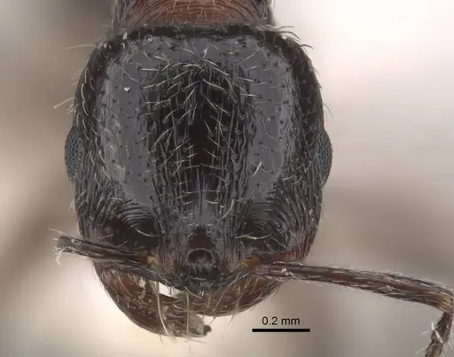 Goniomma decipiens - CASENT0917468