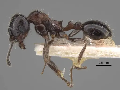 Goniomma decipiens - CASENT0917468