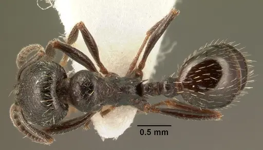 Goniomma hispanicum specimen