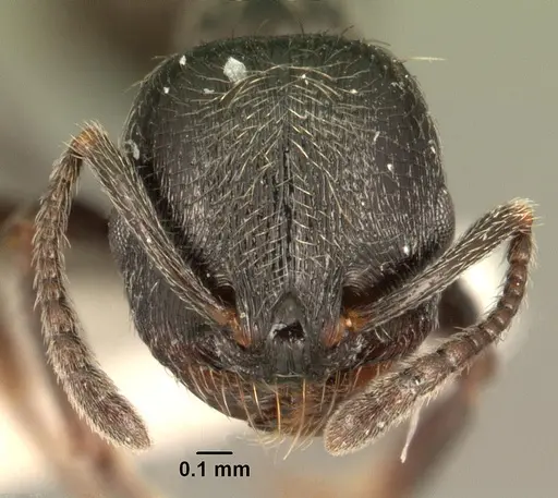 Goniomma hispanicum specimen