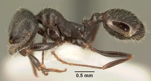 Goniomma hispanicum specimen