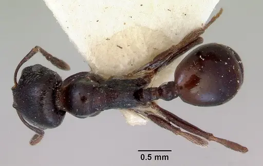 Goniomma hispanicum - CASENT0172300