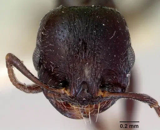 Goniomma hispanicum - CASENT0172300