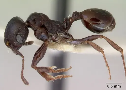 Goniomma hispanicum - CASENT0172300