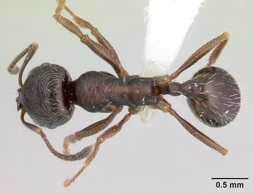 Goniomma hispanicum - CASENT0178839