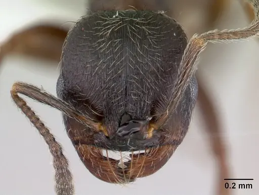 Goniomma hispanicum - CASENT0178839