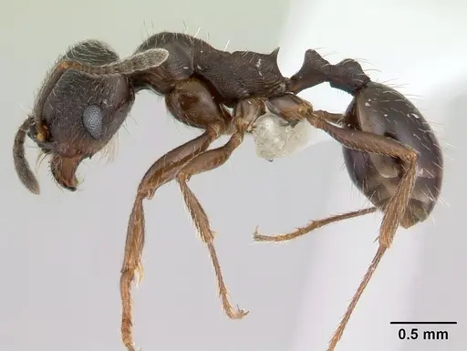 Goniomma hispanicum - CASENT0178839