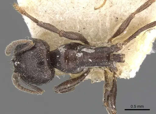 Goniomma hispanicum - CASENT0901470