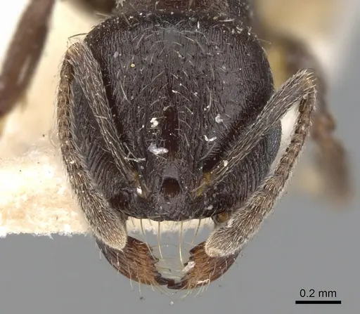 Goniomma hispanicum - CASENT0901470