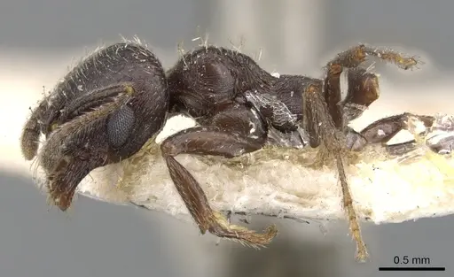 Goniomma hispanicum - CASENT0901470