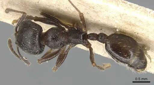 Goniomma hispanicum - CASENT0904145