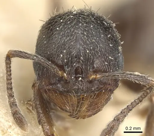 Goniomma hispanicum - CASENT0904145