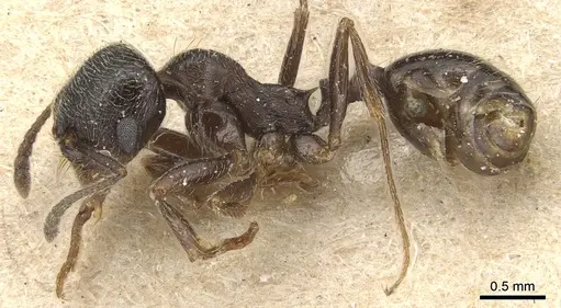 Goniomma hispanicum - CASENT0904145