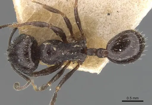 Goniomma hispanicum - CASENT0907757