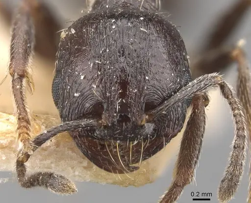 Goniomma hispanicum - CASENT0907757