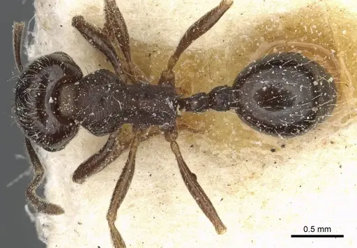 Goniomma hispanicum - CASENT0913136