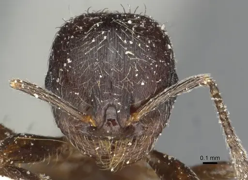 Goniomma hispanicum - CASENT0913136