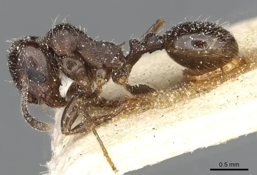 Goniomma hispanicum - CASENT0913136