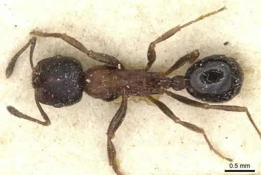 Goniomma hispanicum - CASENT0913137