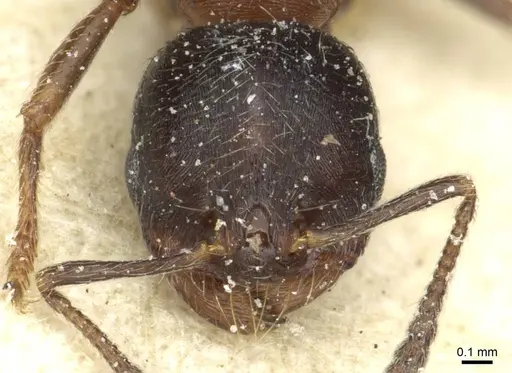 Goniomma hispanicum - CASENT0913137