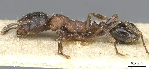 Goniomma hispanicum - CASENT0913137